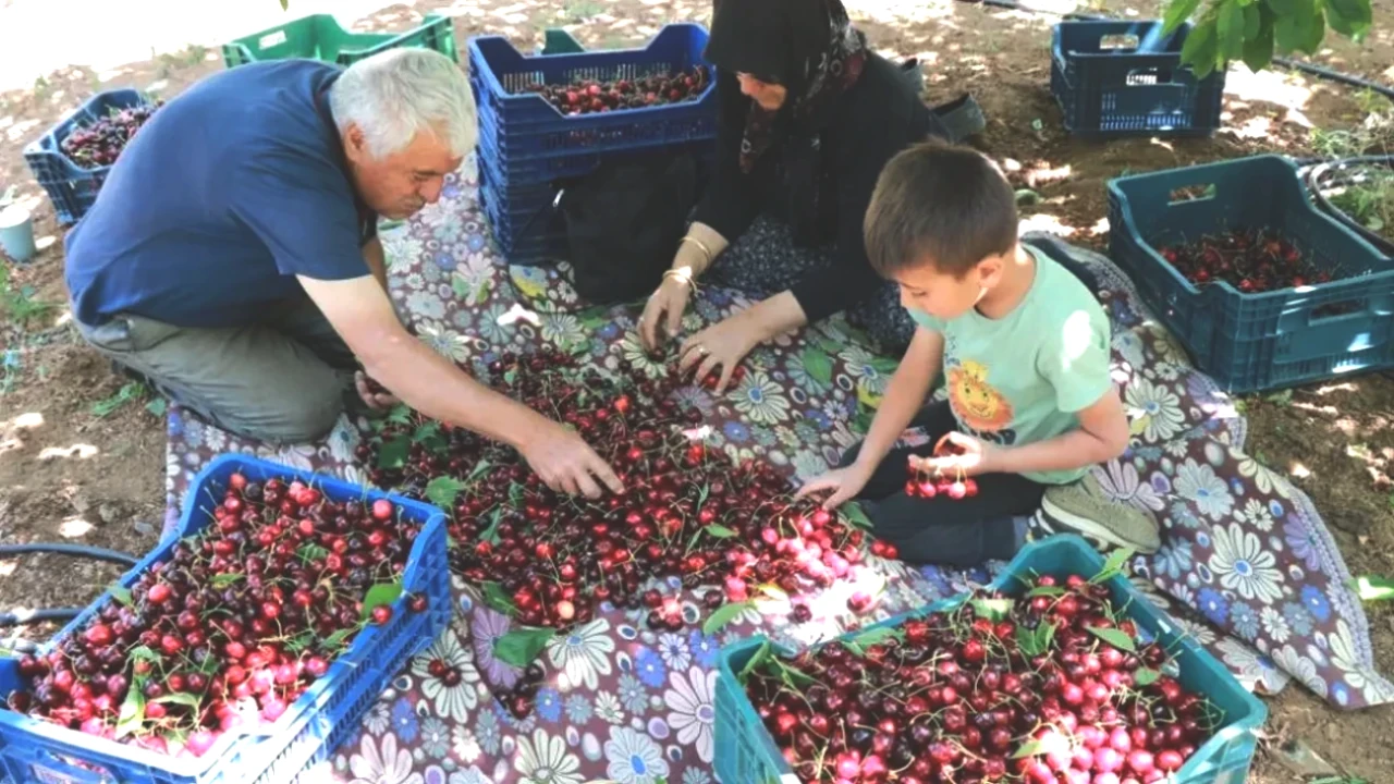 Don Vuran Kirazda Rekolte Düşerken Kazançlar Artıyor! Üreticiler Şaşkın!