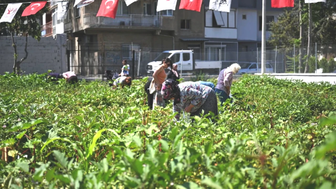 Bornova Kent Bostanları’nda Hasat Zamanı! Lezzetli Ürünler Sizi Bekliyor